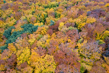 Seamless natural pattern of autumn forest
