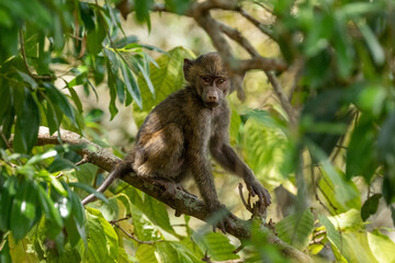baboon sitting on a tree