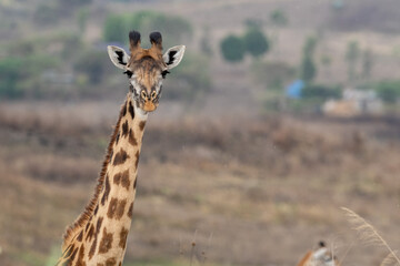 giraffe in the wild