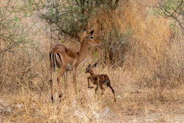 impala newborn