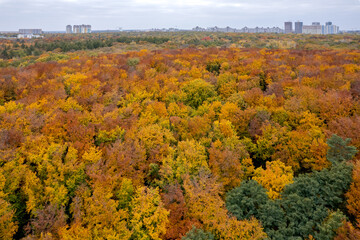 Stunning aerial view of forest during autumn season