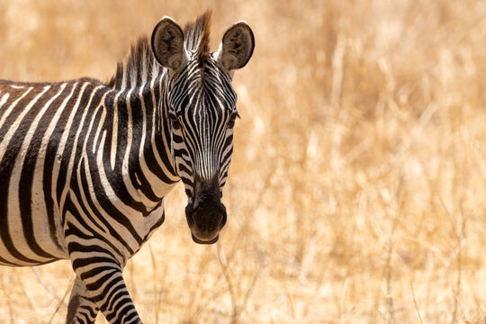 zebra in the wild