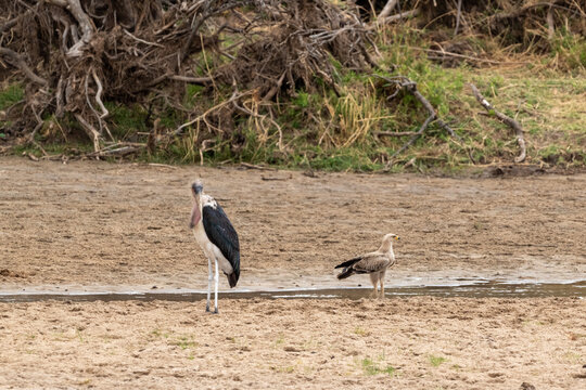 Stork in Africa