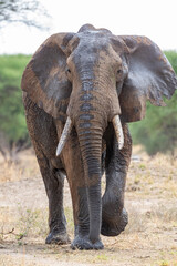 Fototapeta na wymiar Elephant after mud bath