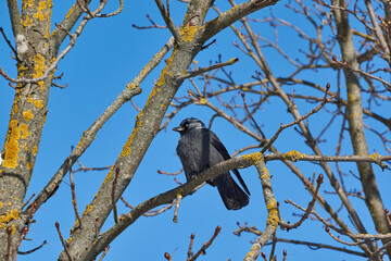 A jackdaw is sitting on a chestnut branch. Winter.