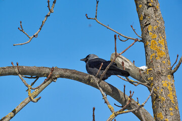 A jackdaw is sitting on a chestnut branch. Winter.