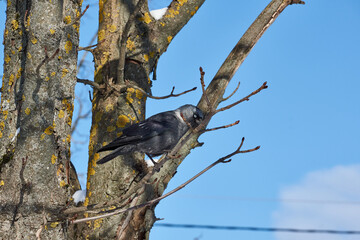 A jackdaw is sitting on a chestnut branch. Winter.