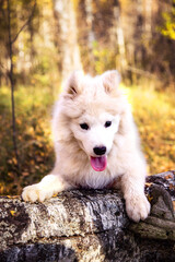 Portrait of a Samoyed puppy climbing a tree.