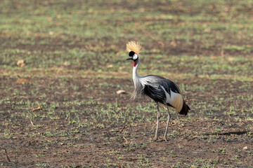 African Crowned crane