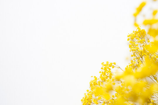 Trending concept in natural materials with yellow plant on white background. Presentation with daylight. Abstract beautiful backdrop for text or advertising.