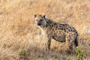 Hyena in Africa