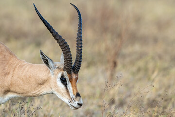 impala in the savannah