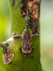 beetle on the tree