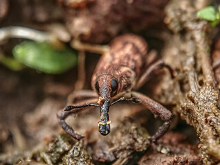 macro of a bug
