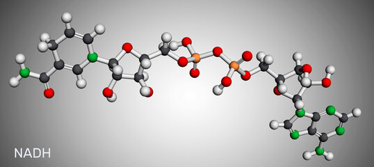 Fototapeta Nicotinamide adenine dinucleotide (reduced form, NADH) molecule. It is coenzyme, found in nature and is involved in numerous enzymatic reactions. Molecular model. 3D rendering obraz