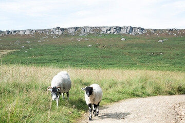 Two horned sheep graze on long grass beside a moorland pathway leading Stanage Edge, a long gritstone cliff edge or escarpment in the Peak District, UK 
