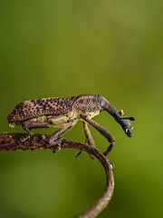 bug on a leaf