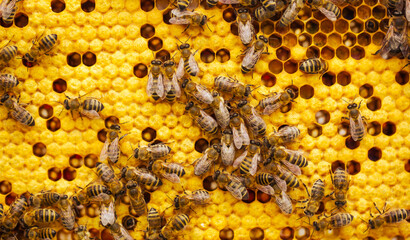 A lot of bees on a honeycomb, woking on a honey, natural product, food concept