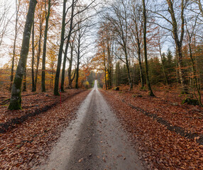 A road and fall colors at the Gamla Åminne Natural Reserve in Värnamo, Sweden in the autumn season