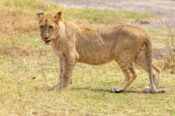 Fototapeta na wymiar lion cub in the Serengeti