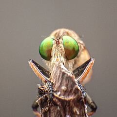 moth on leaf © Murhan