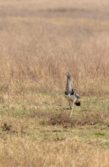 Kori Bustard