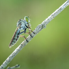 macro of a fly