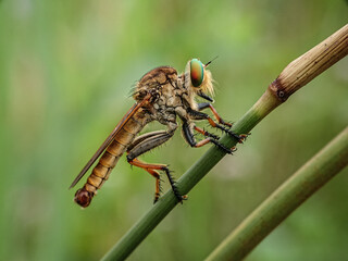 close up of a dragonfly