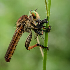 a fly on a leaf