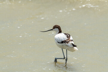 long beak bird