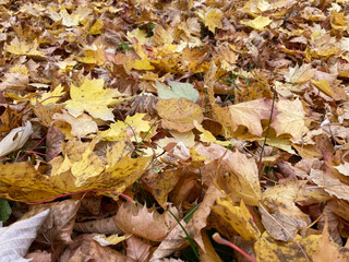 Tapestry of fallen yellow maple leaves concept