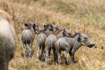 Warthog baby butts