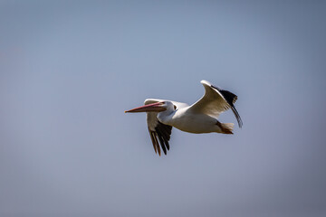 white pelican in flight
