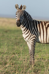 zebra in the wild