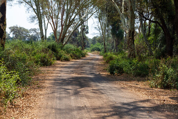 Dirt road in fever tree forest Pafuri Kruger NP