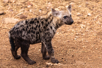 Spotted hyena cub in Kruger NP