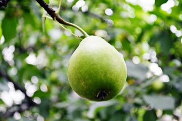 pear on tree