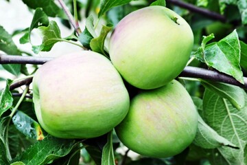 green apples on a tree