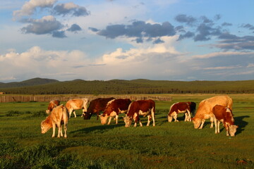 Cows grazing in summer village meadow