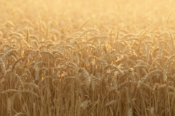 Sunset or sunrise scene on a field with young golden rye or wheat in summer. Landscape.