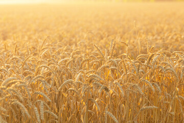 Sunset or sunrise scene on a field with young golden rye or wheat in summer. Landscape.