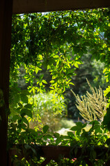 Blätter Blätterranke Fenster grün Hintergrund