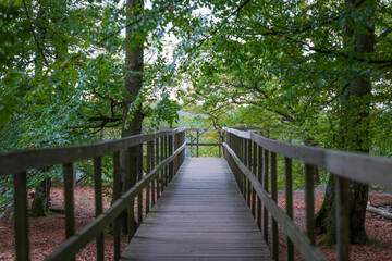 Obraz premium A boardwalk in Söderåsen National Park, Sweden 