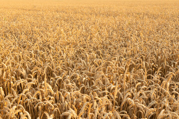 A field of young golden rye or wheat at sunset or sunrise. Texture. Background. Landscape.