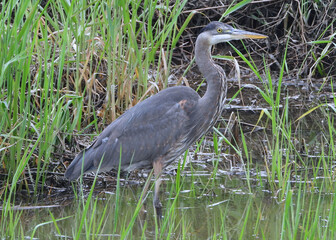 Great Blue Heron wading for a snack