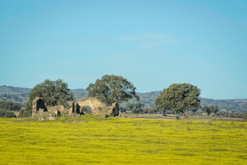 A collapsed house in a field with cork trees