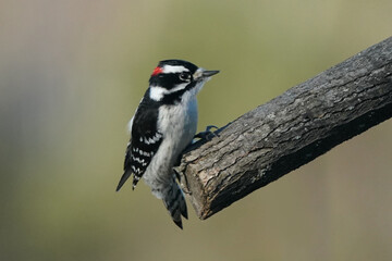 Downy Woodpecker taking off in flight from branch
