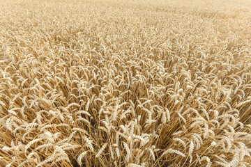 A field of young golden rye or wheat at sunset or sunrise. Texture. Background. Landscape.