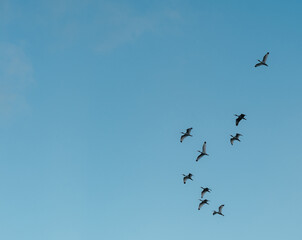 pelicans in flight Miami Florida 