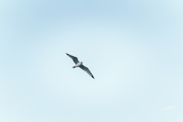 Obraz premium seagull in flight peace sky blue nature Miami Florida 